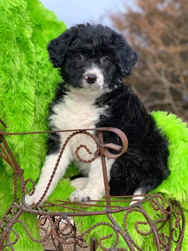 Medium Photo #1 Border Collie-Poodle (Miniature) Mix Puppy For Sale in LUDLOW, IA, USA