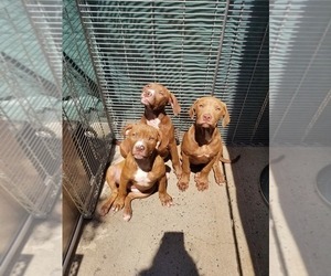 American Pit Bull Terrier Litter for sale in BROOKLYN, NY, USA