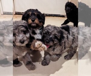 Aussiedoodle Miniature  Litter for sale in PLACERVILLE, CA, USA