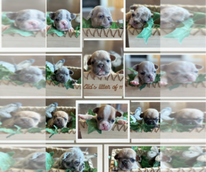 French Bulldog Litter for sale in DISCOVERY BAY, CA, USA