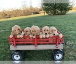 Small Photo #1 Golden Retriever Puppy For Sale in SPARTA, KY, USA