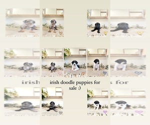 Irish Doodle Litter for sale in KATY, TX, USA