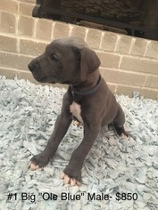 Great Dane Litter for sale in NORMAN, OK, USA
