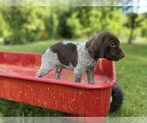 German Shorthaired Pointer Litter for sale in FRONT ROYAL, VA, USA