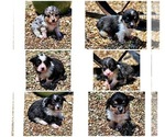 Small Pembroke Welsh Corgi