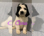 Small Photo #1 Saint Berdoodle Puppy For Sale in TRENTON, OH, USA