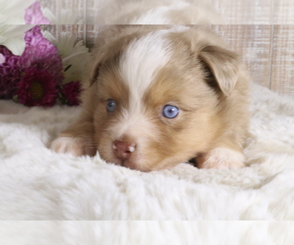 Medium Photo #1 Miniature Australian Shepherd Puppy For Sale in STAFFORD, VA, USA