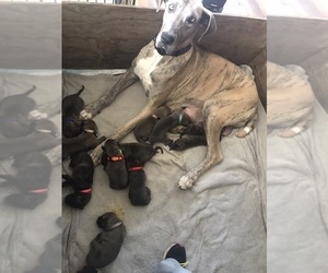 Great Dane Litter for sale in DONOVAN, IL, USA