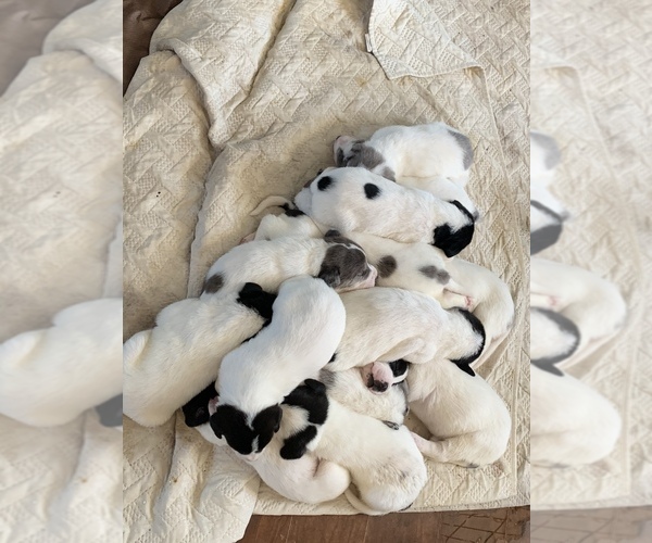 Medium Photo #1 Great Pyredane Puppy For Sale in INCHELIUM, WA, USA