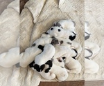 Small Photo #1 Great Pyredane Puppy For Sale in INCHELIUM, WA, USA