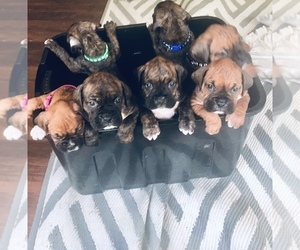 Boxer Litter for sale in MATAMORAS, PA, USA