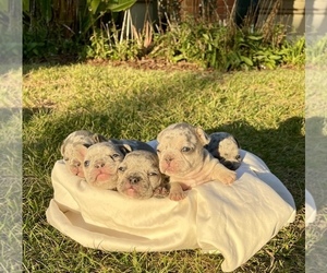 French Bulldog Litter for sale in CHULA VISTA, CA, USA
