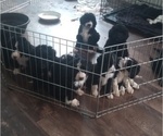 Small Photo #1 Bernedoodle Puppy For Sale in ELK, WA, USA