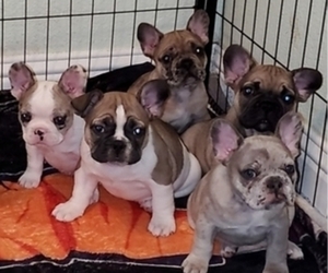 French Bulldog Litter for sale in TRACY, CA, USA