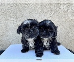 Small Shih Tzu