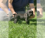 Small Photo #1 Cane Corso Puppy For Sale in PORTERVILLE, CA, USA