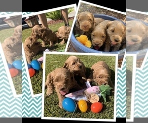 Australian Labradoodle Litter for sale in PERRIS, CA, USA