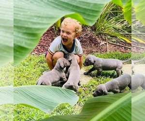 Great Dane Litter for sale in STANFIELD, NC, USA