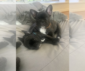 French Bulldog Litter for sale in LEAGUE CITY, TX, USA
