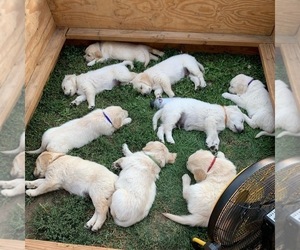Golden Retriever Litter for sale in BOUNTIFUL, UT, USA
