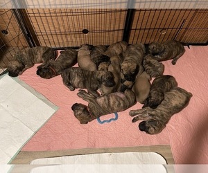 Mastiff Litter for sale in MIDDLETOWN, DE, USA