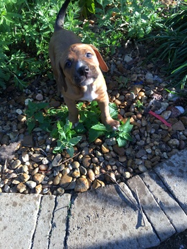Medium Photo #1 Boxer-Doberman Pinscher Mix Puppy For Sale in NASHVILLE, TN, USA