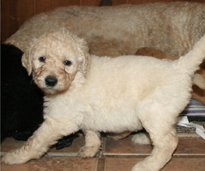 Goldendoodle-Poodle (Standard) Mix Litter for sale in URBANA, IN, USA