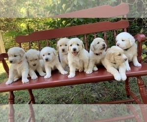 Golden Labrador Litter for sale in LIVE OAK, FL, USA