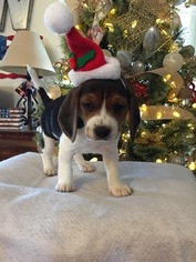 Beagle Litter for sale in TERRE HAUTE, IN, USA