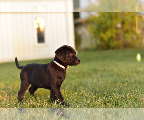 Medium Photo #1 Labrador Retriever Puppy For Sale in KALONA, IA, USA