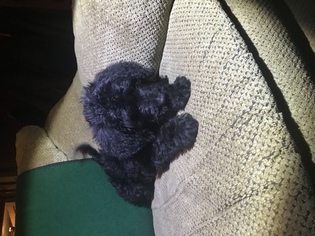 Doodle-Poodle (Standard) Mix Litter for sale in LAKE ODESSA, MI, USA