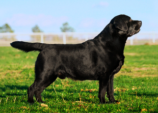 Labrador Retriever Litter for sale in WHITEWRIGHT, TX, USA