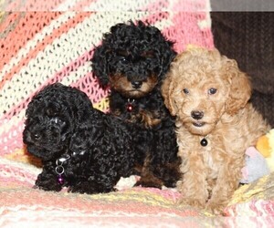 Poodle (Toy) Litter for sale in EL PASO, TX, USA