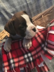 Boxer Litter for sale in BELLEVILLE, PA, USA