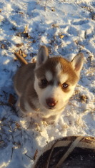 Siberian Husky Litter for sale in LOUISBURG, NC, USA
