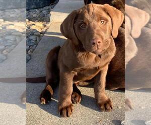 Labrador Retriever Litter for sale in OTHELLO, WA, USA
