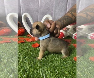French Bulldog Litter for sale in CENTRAL ISLIP, NY, USA