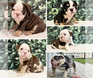 English Bulldog Litter for sale in HOUSTON, TX, USA