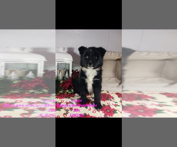 Medium Photo #1 Bordoodle-Pomsky Mix Puppy For Sale in SHIPSHEWANA, IN, USA