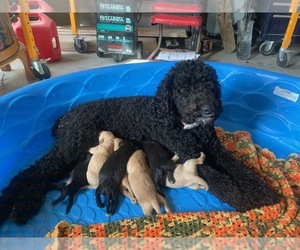 Goldendoodle Litter for sale in GLASGOW, MO, USA