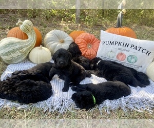 Labradoodle Litter for sale in LIZELLA, GA, USA