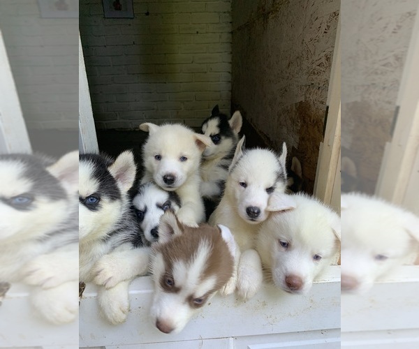 Medium Photo #1 Siberian Husky Puppy For Sale in ATL, GA, USA