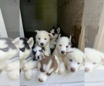 Small Photo #1 Siberian Husky Puppy For Sale in ATL, GA, USA