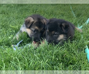 German Shepherd Dog Litter for sale in CRKD RVR RNCH, OR, USA