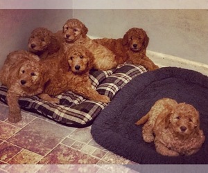 Goldendoodle Litter for sale in FAIRBURN, GA, USA