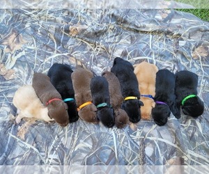Labrador Retriever Litter for sale in CAMDEN, SC, USA