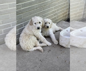 Goldendoodle Litter for sale in INDIANAPOLIS, IN, USA
