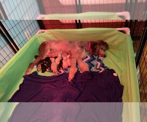 Poodle (Standard) Litter for sale in PLEASANT HILL, MO, USA
