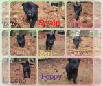 Small Photo #1 German Shepherd Dog Puppy For Sale in PRATTSBURGH, NY, USA