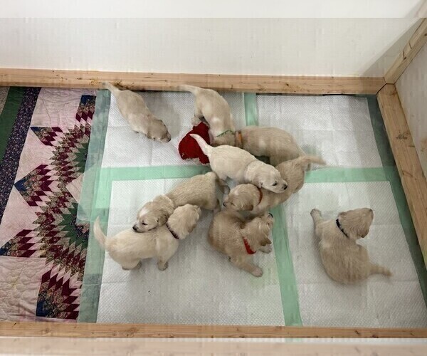 Medium Photo #1 Golden Pyrenees Puppy For Sale in WEATHERFORD, TX, USA